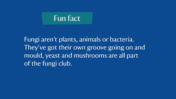 Fun fact: Fungi aren’t plants, animals, or bacteria. They’ve their own groove going on and mould, yeast and mushrooms are all part of the fungi club.